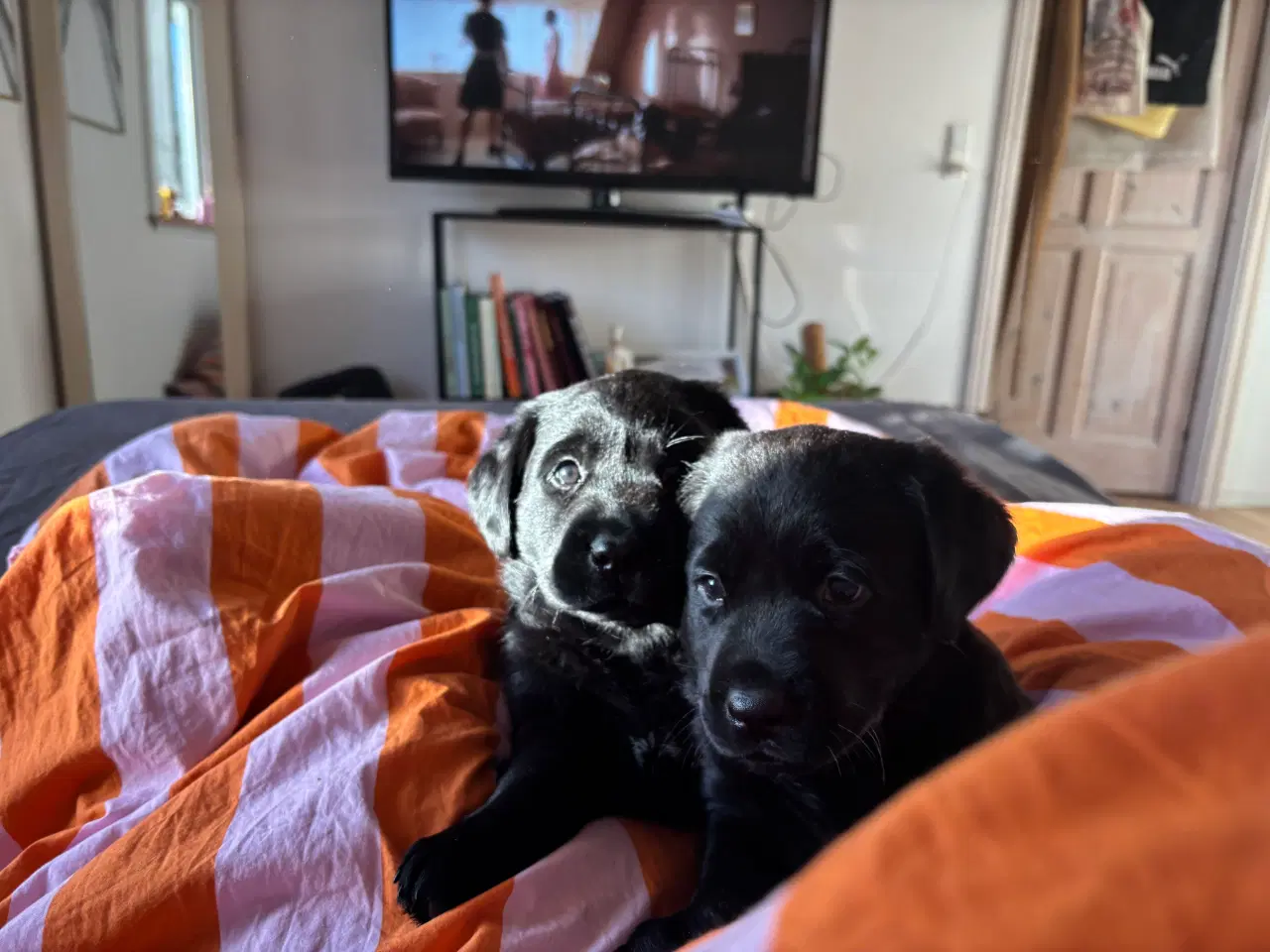 Billede 2 - Søde Hundehvalpe