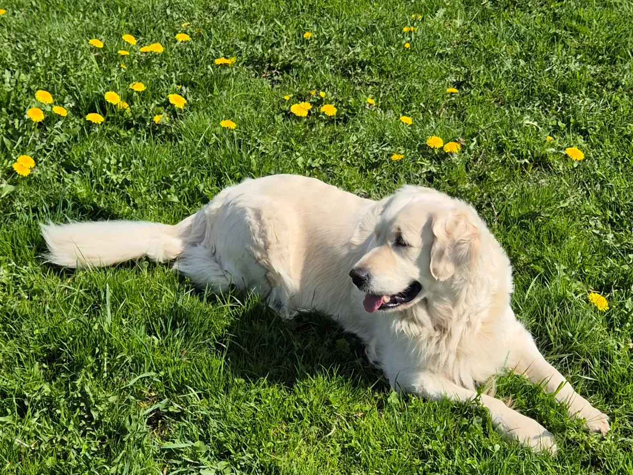Billede 2 - Golden retriever 