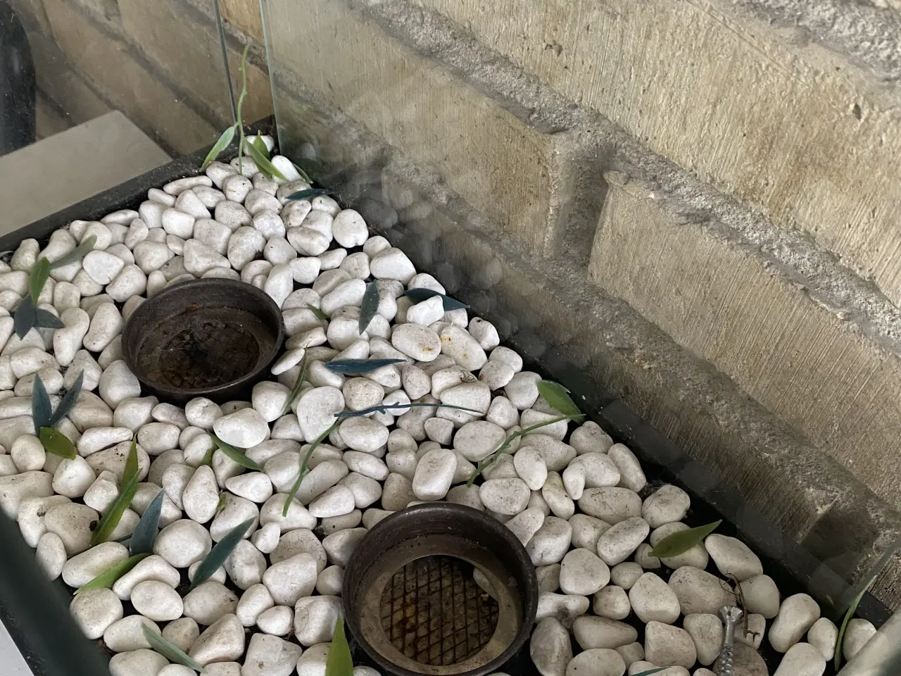 Billede 3 - Glas terrarium lysestage