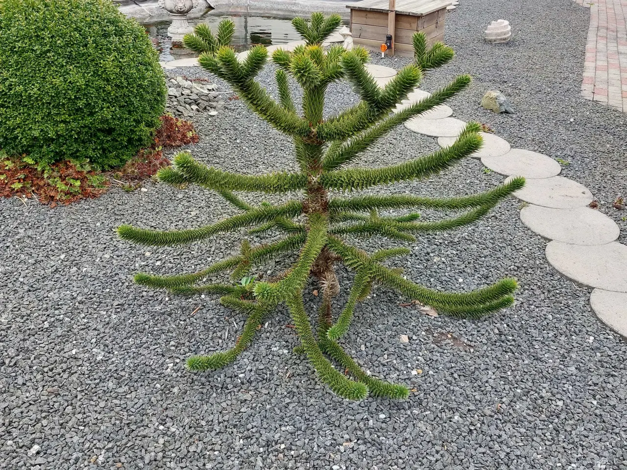 Billede 1 - Træ abernes skræk