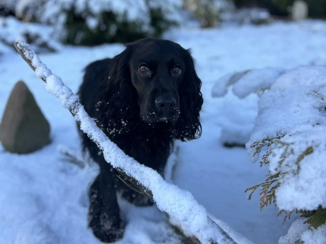 Billede 6 - Cocker han tilbydes til avl