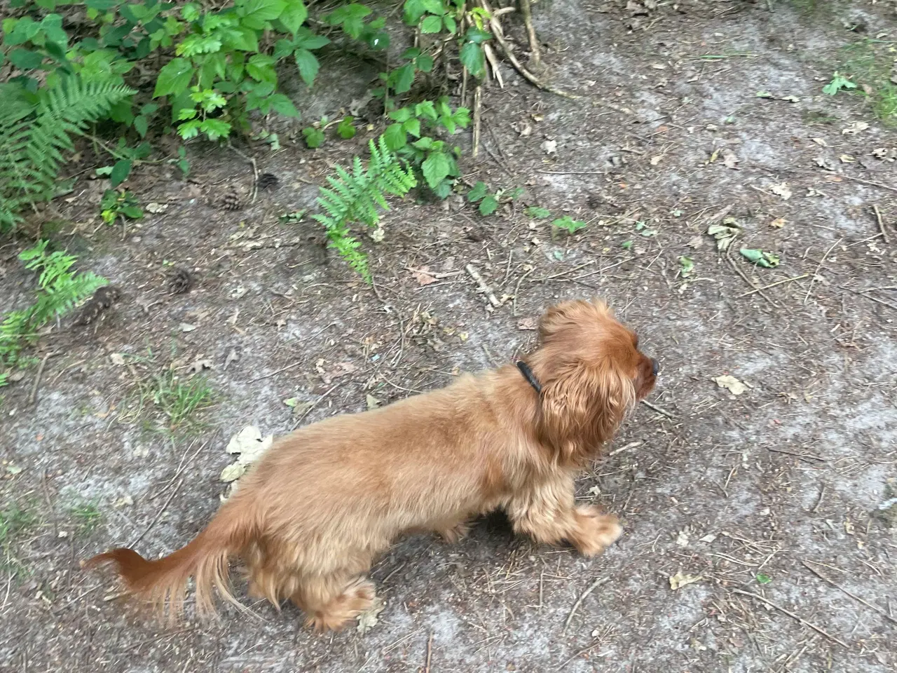 Billede 3 - Fannie 6 år