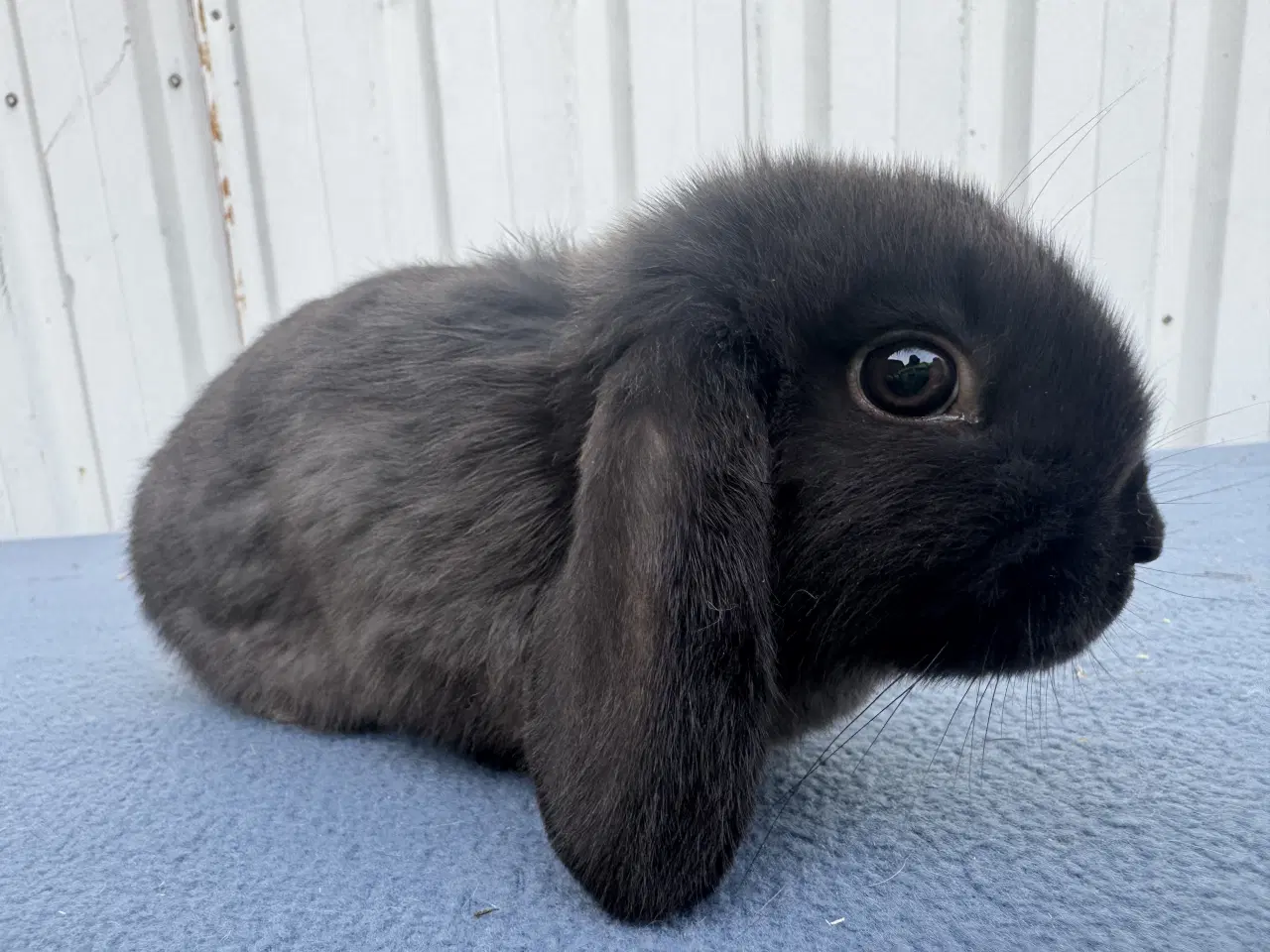 Billede 1 - Dværgvædder hunkanin