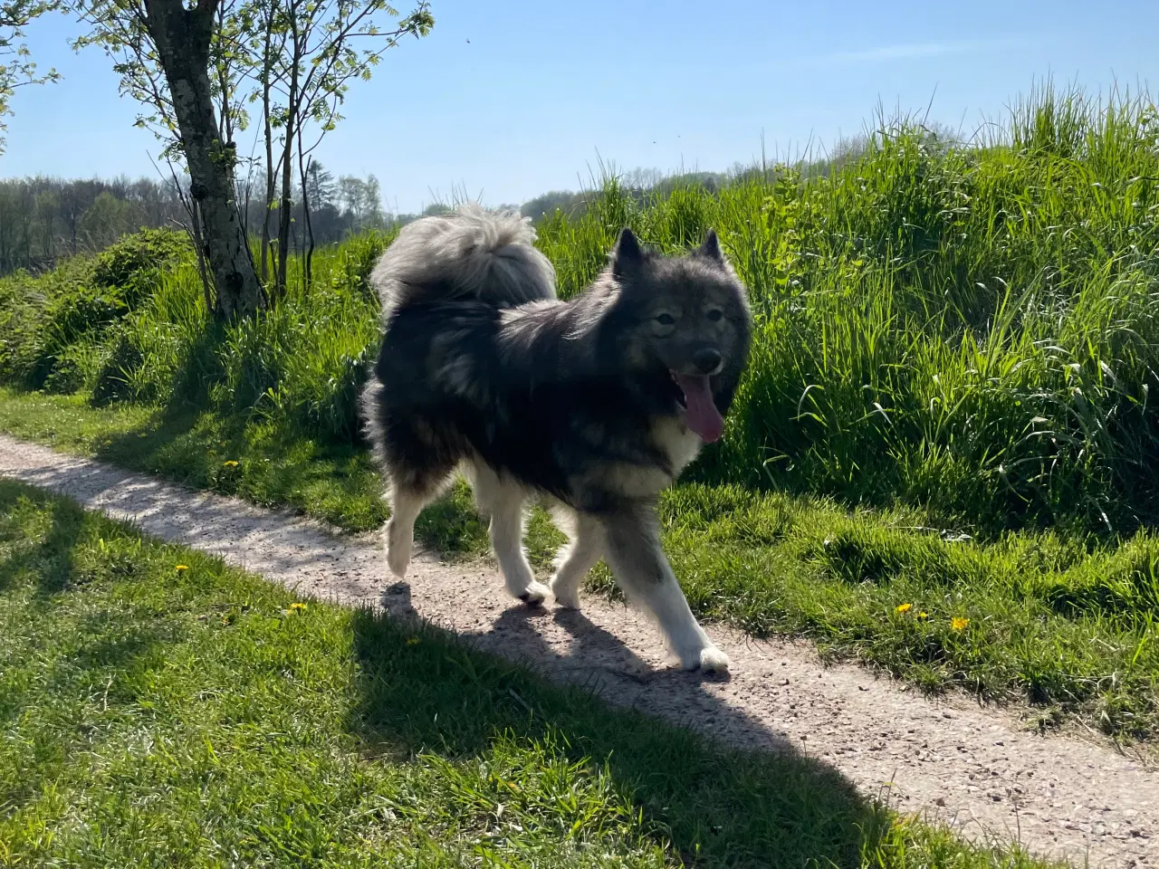 Billede 4 - Samojede/alaskan malamute