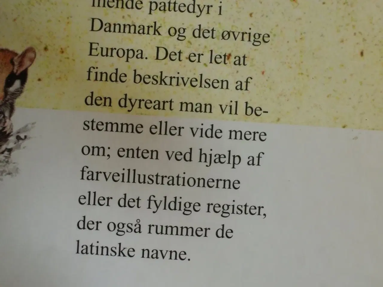 Billede 3 - lademanns pattedyr, oversat og bearbejdet af jespe
