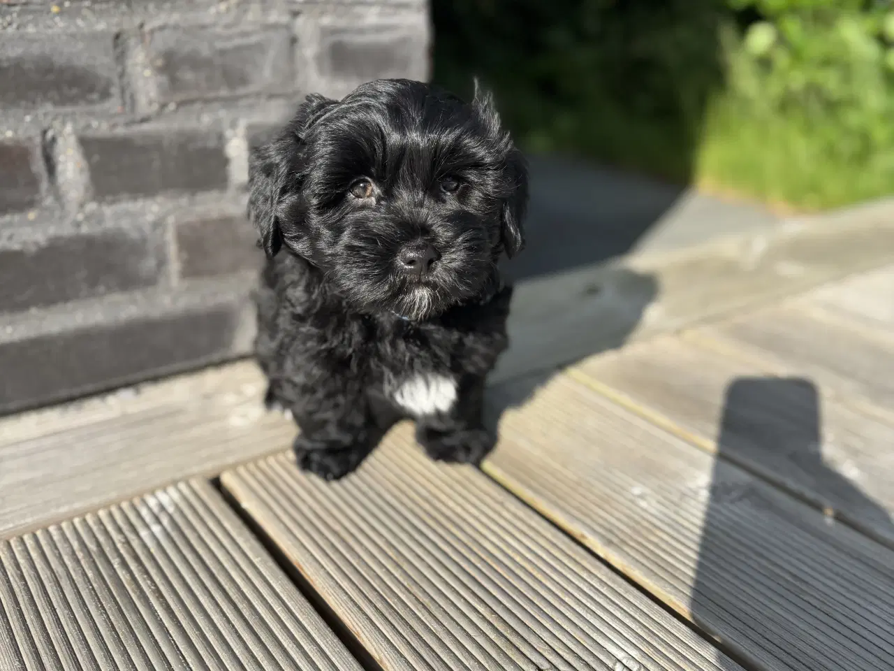 Billede 2 - Bichon Havanaise hvalpe