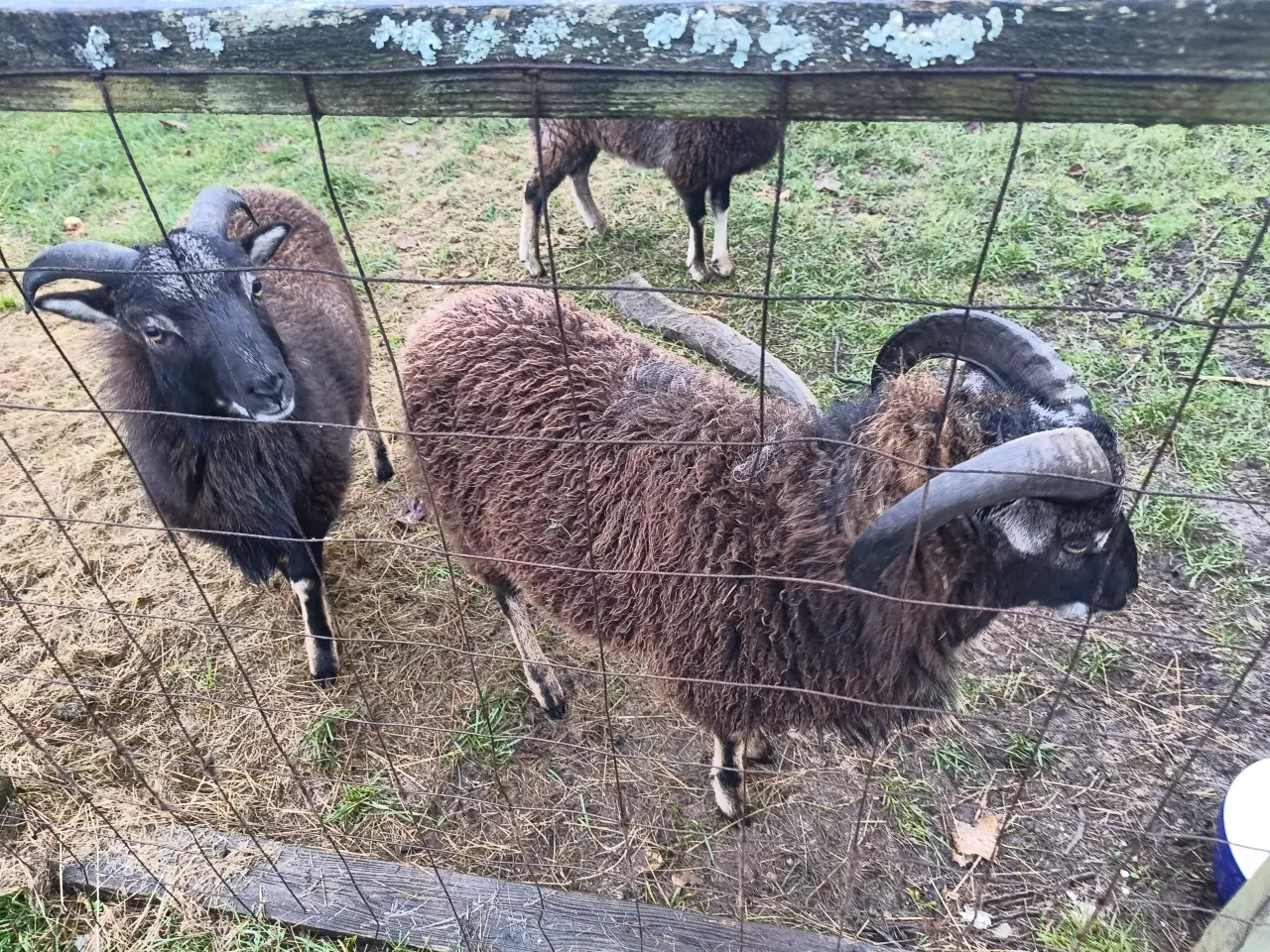 Billede 3 - Ouessant/Mouflon vædder-brødre – 8 mdr – stærke dy