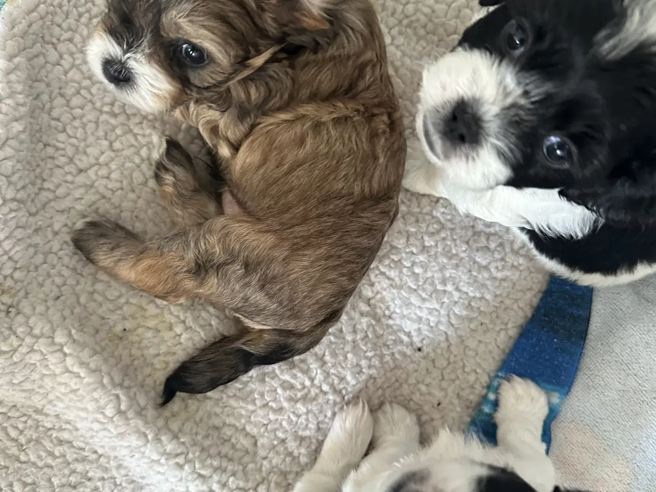 Billede 3 - Blødeste små hvalpe 