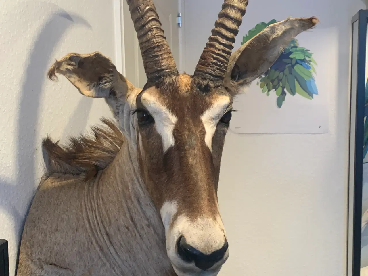 Billede 6 - Udstoppet Roan Antilope