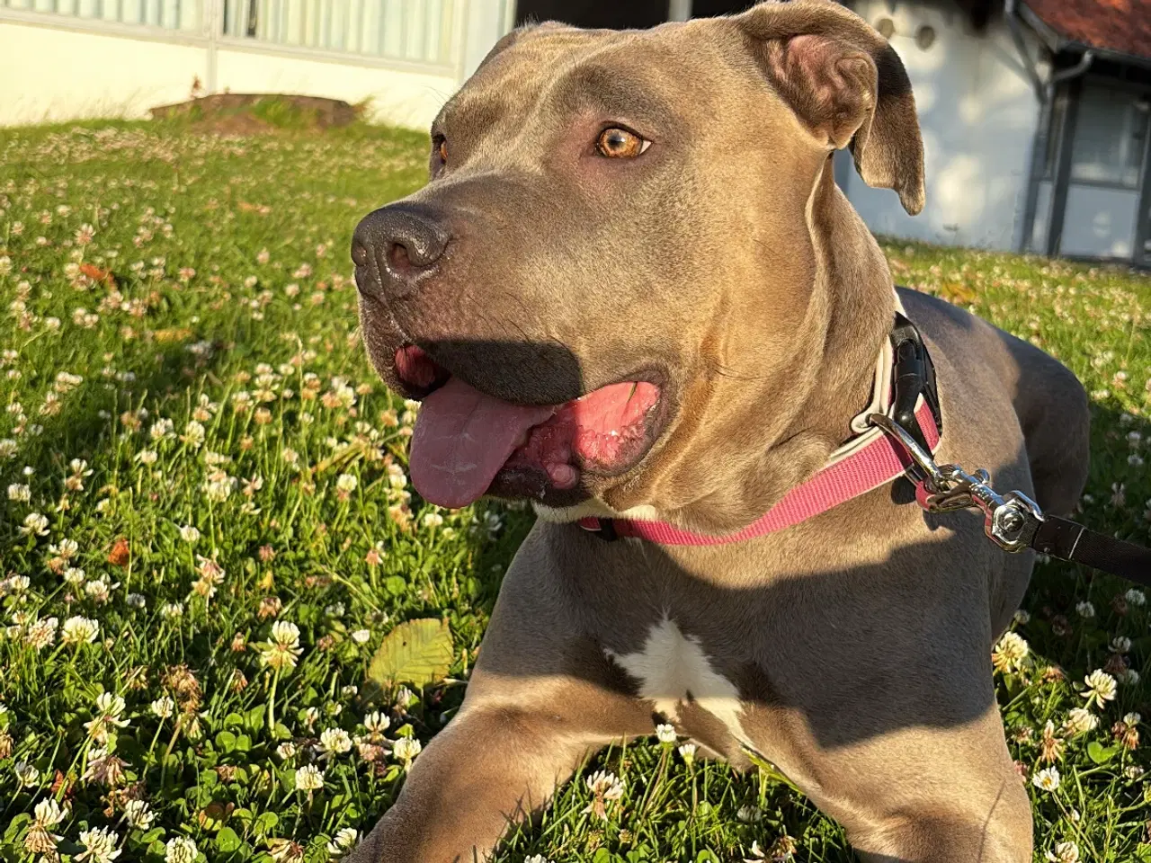 Billede 3 - American bully hvalpe 🐶 