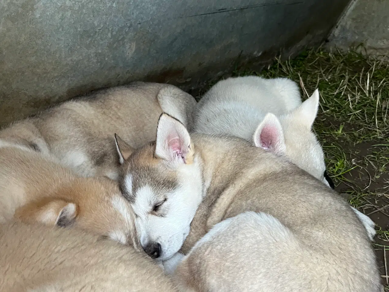 Billede 11 - Hvalpe af malamute/ tjekkoslovakisk ulvehund