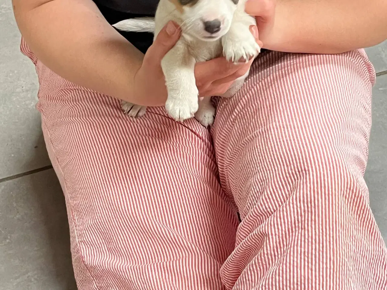 Billede 2 - Jack Russel Terrier Hvalpe
