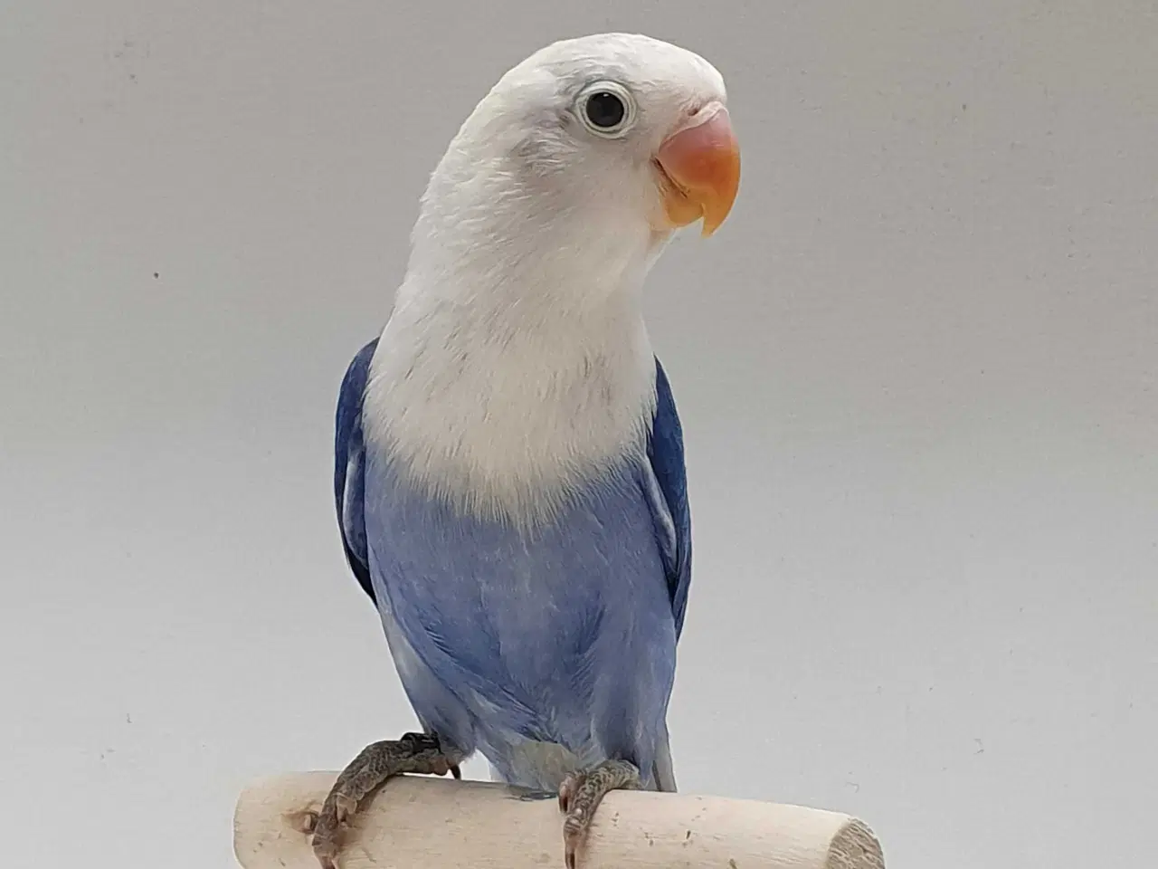 Billede 3 - Violblå Opaline Dværgpapegøje