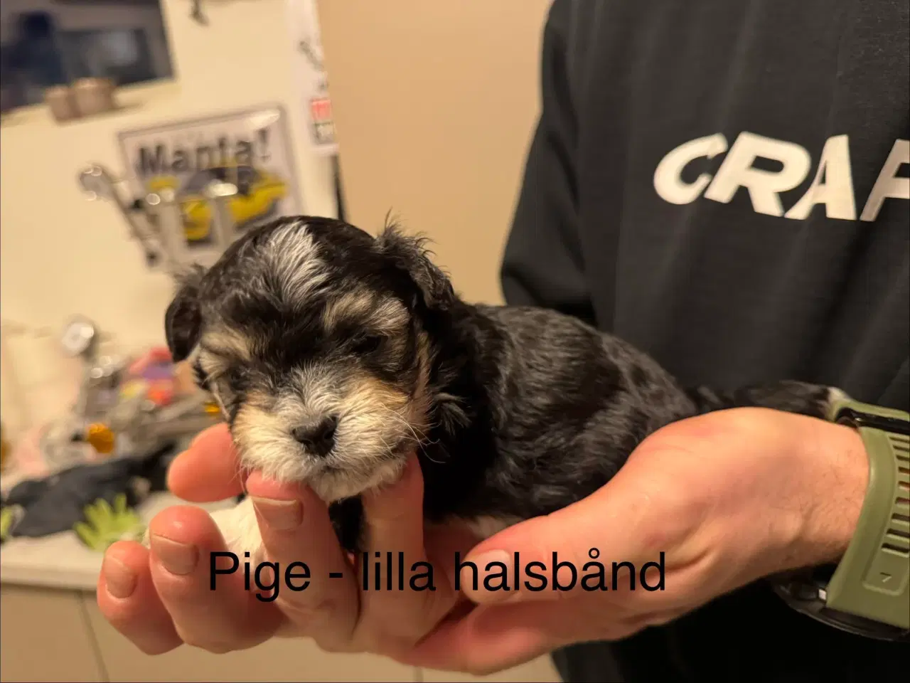 Billede 6 - Bichon havanais 2 hunner og 2 hanner 