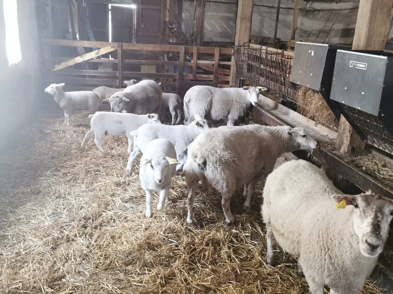 Billede 3 - Texel får med 2 lam