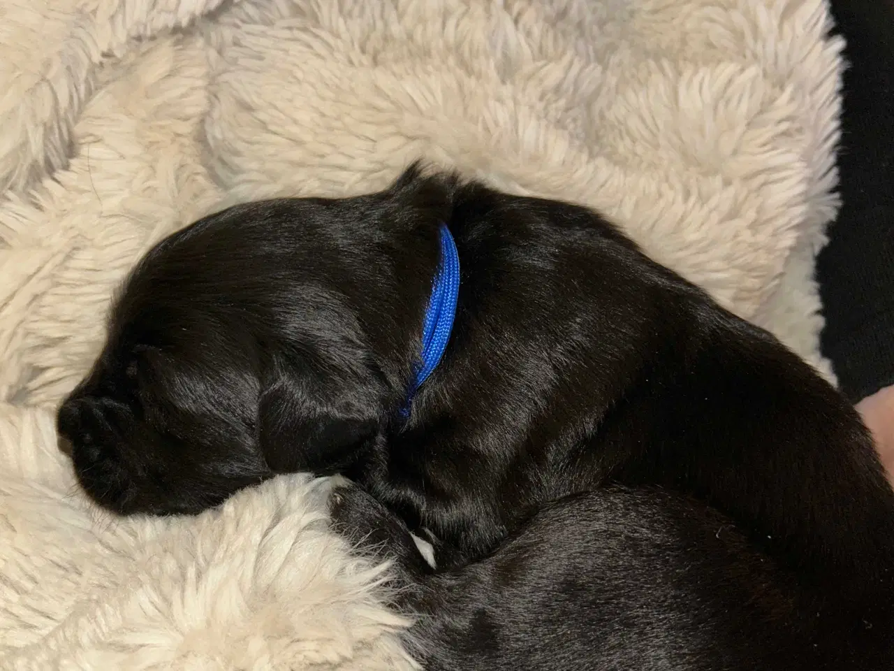 Billede 6 - Golden Retriever/ Tysk langhåret Labrador hvalpe