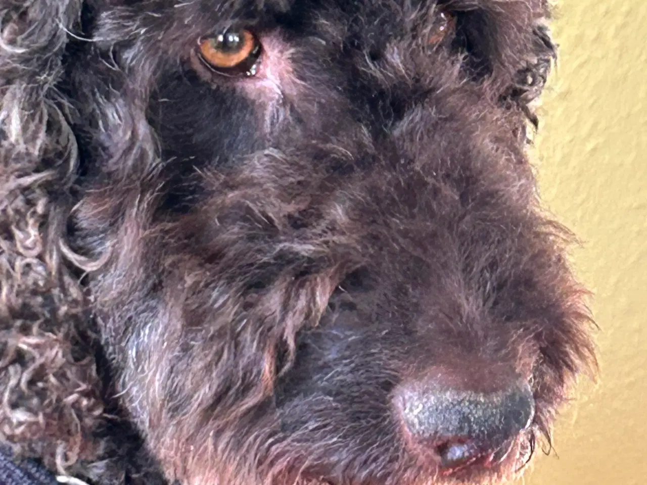 Billede 9 - Hundehvalp Cockerpoo 5 uger 