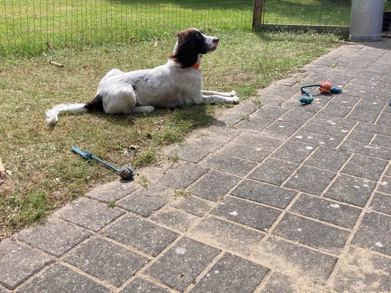 Billede 5 - Springer Spaniel Flytte klar Nu