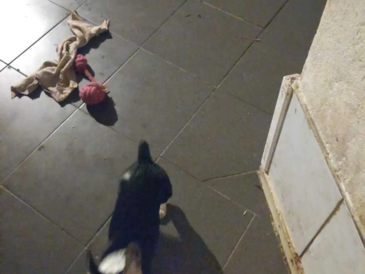 Billede 7 - Jack Russell blanding