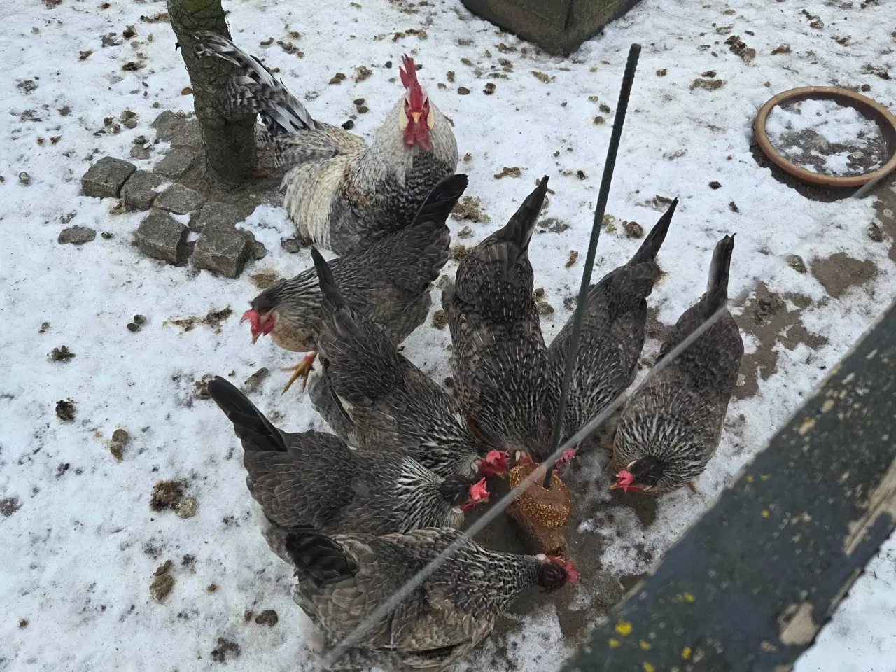 Billede 1 - Creme legbar rugeæg 15