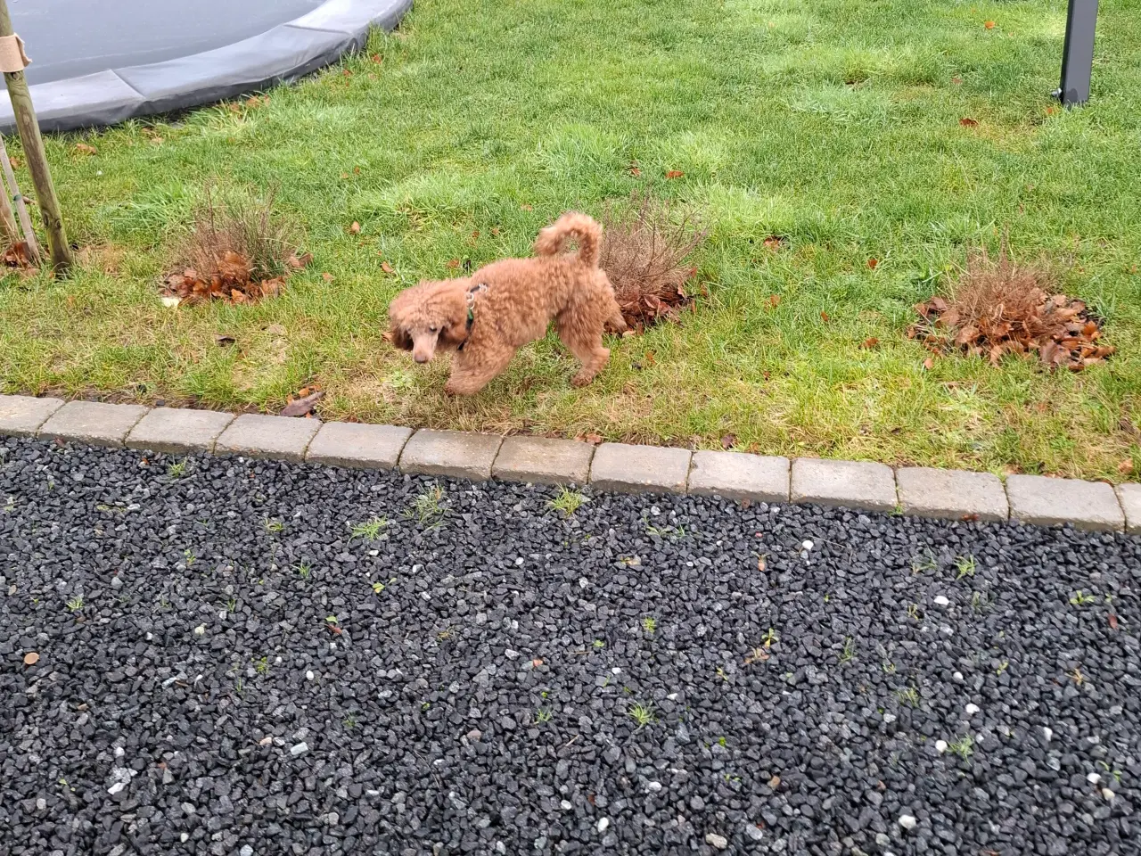 Billede 3 - Dværg hanhunde til paring på vores adresse 