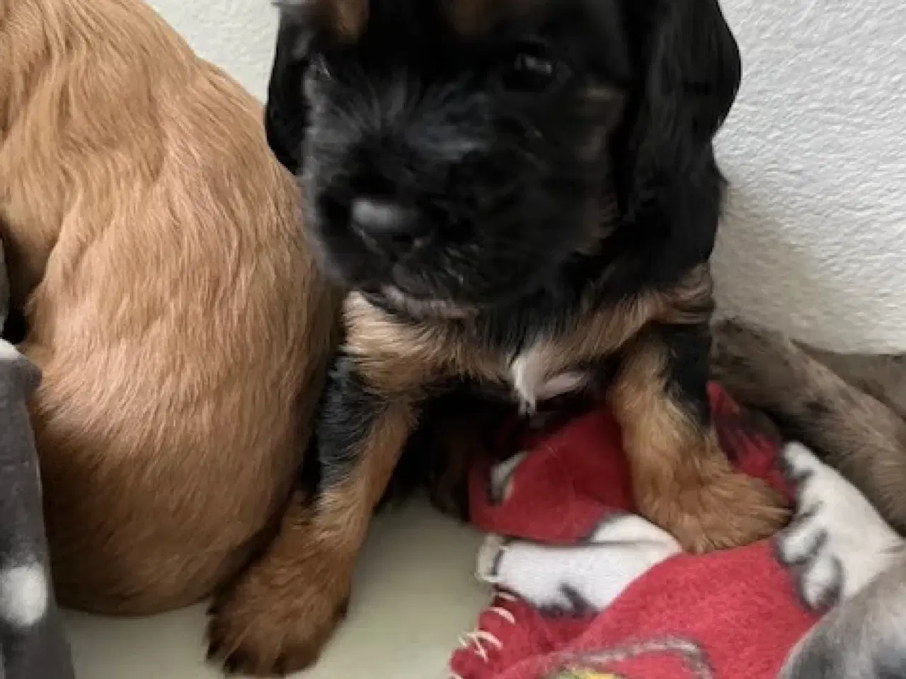 Billede 17 - Cockalier hvalpe med Aussie twist