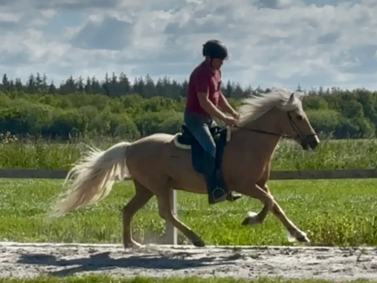 Billede 10 - Smuk palomino islænder 