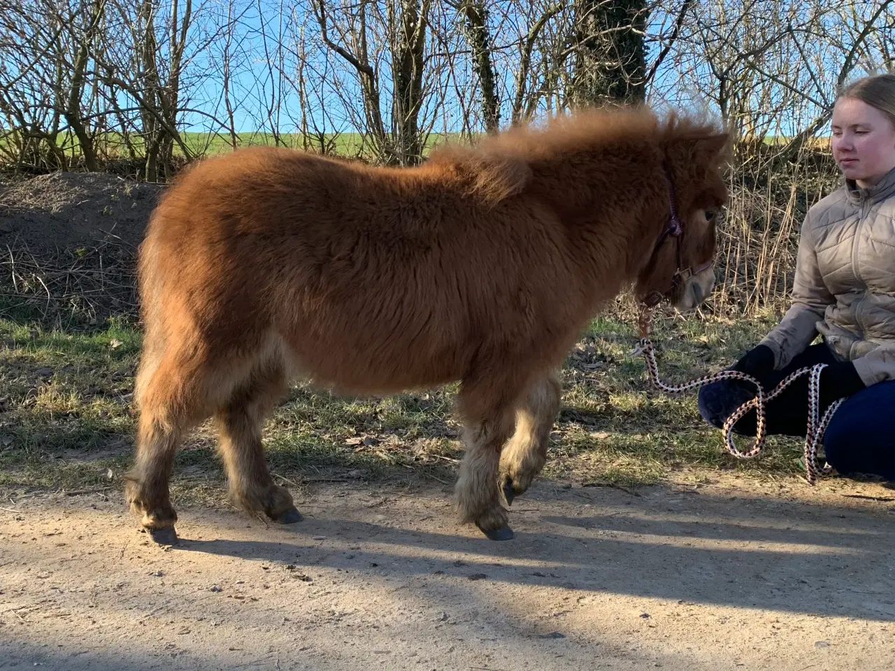 Billede 5 - Chamerende hoppeplag 