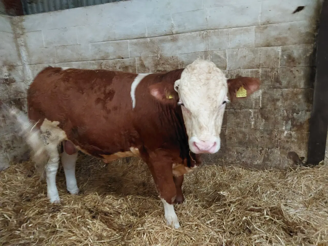 Billede 1 - Simmentaler tyr