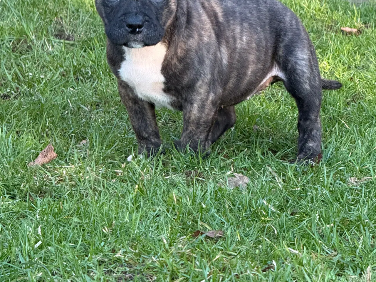 Billede 5 - American Bully Hvalpe