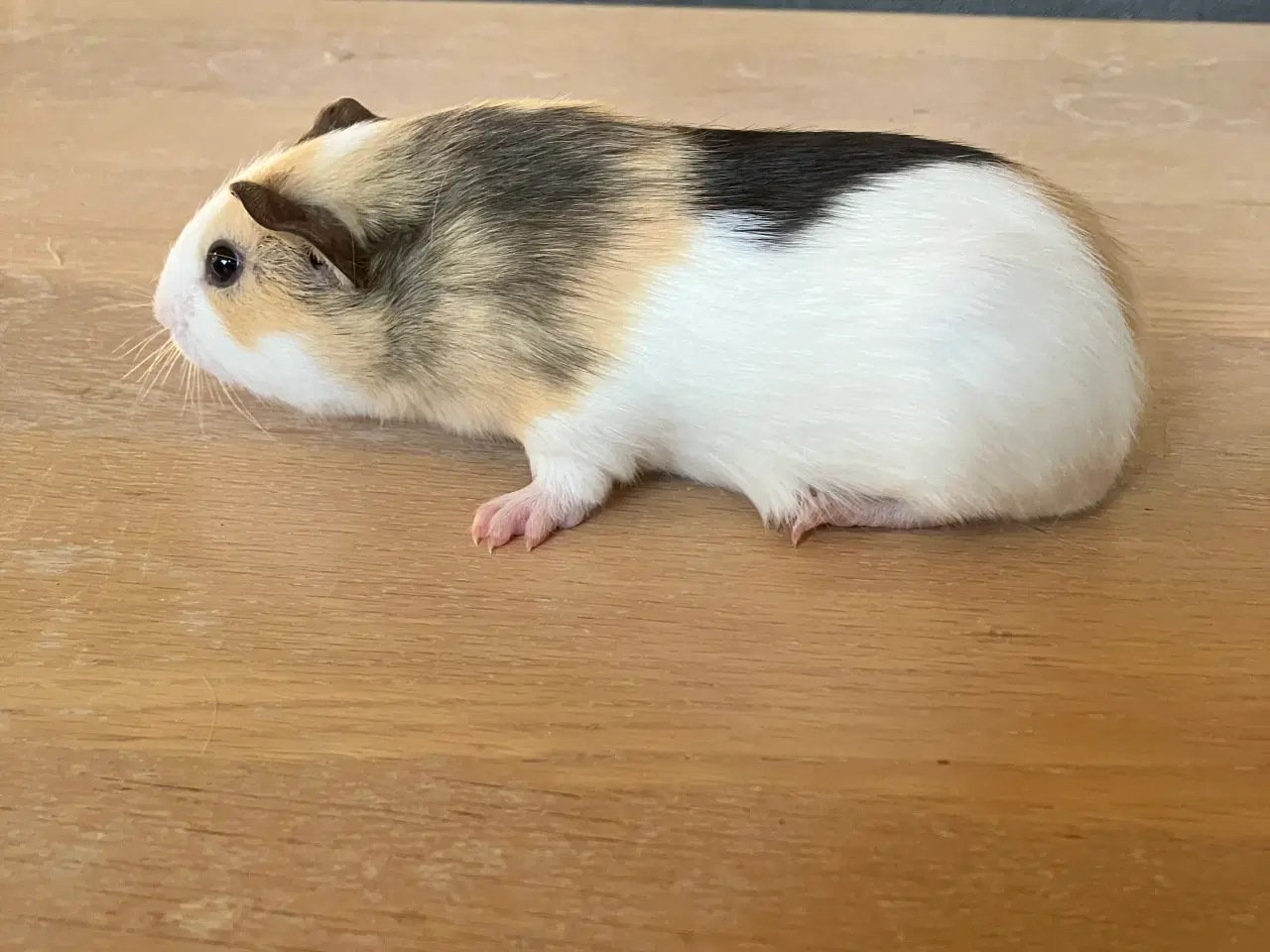 Billede 1 - Smukke marsvineuger