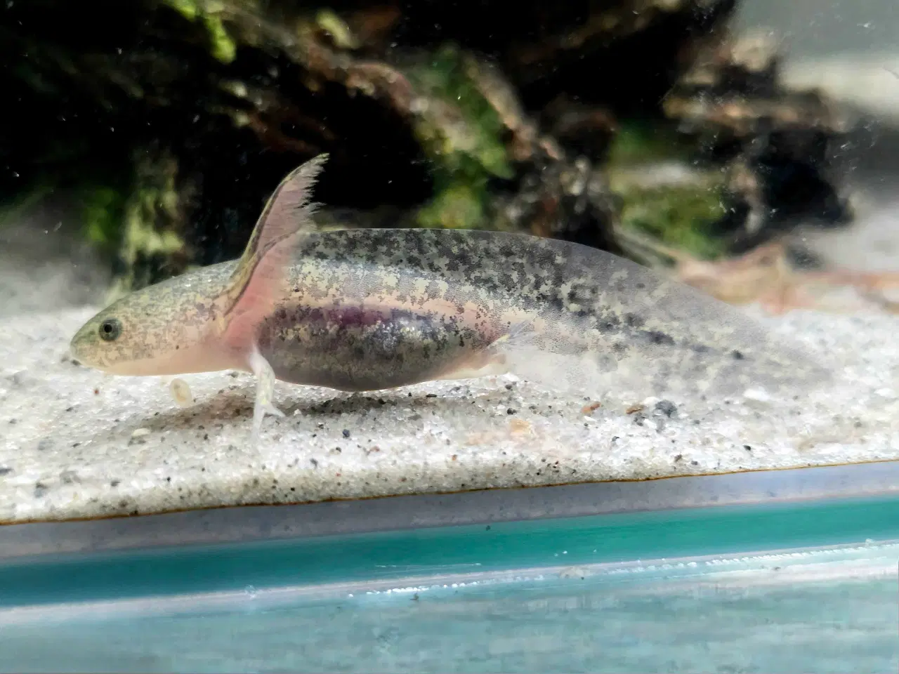 Billede 2 - Axolotl unger fra kendte linjer 