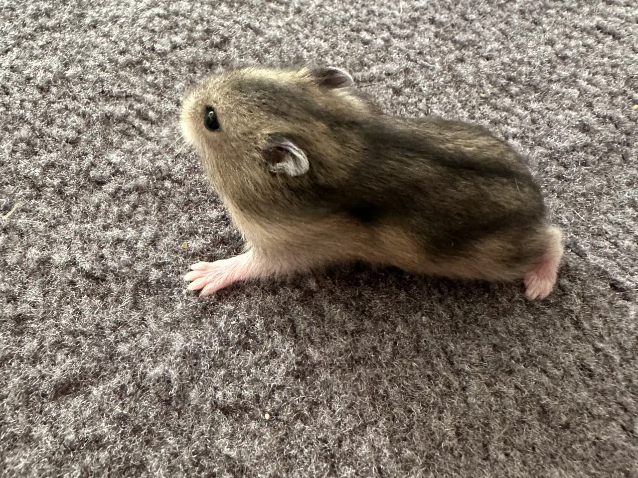 Billede 2 - Hamsterunger
