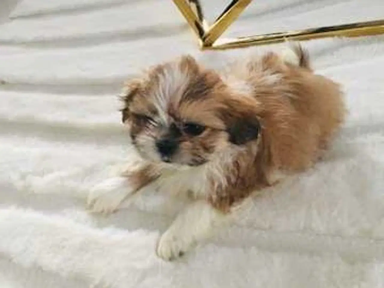 Billede 9 - Tre smukke SHIT TZU...🥰🥰🥰