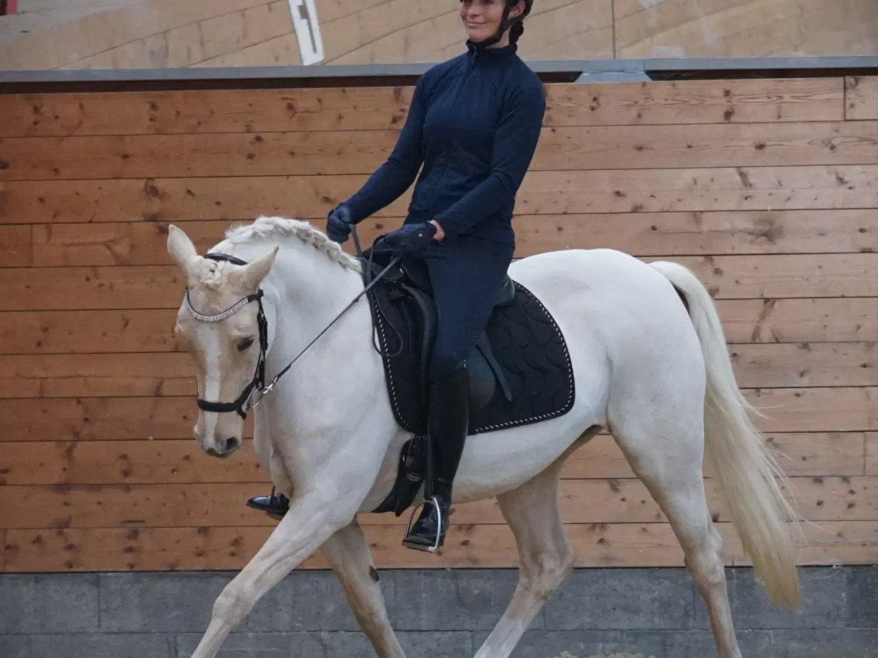 Billede 1 - Avls - chance pony