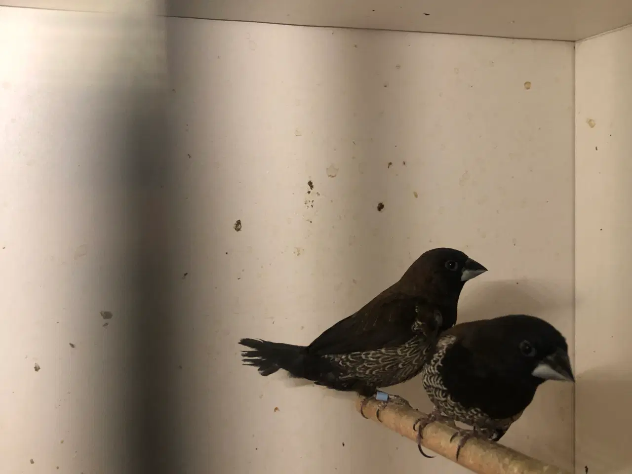 Billede 4 - udstillings mågefinker