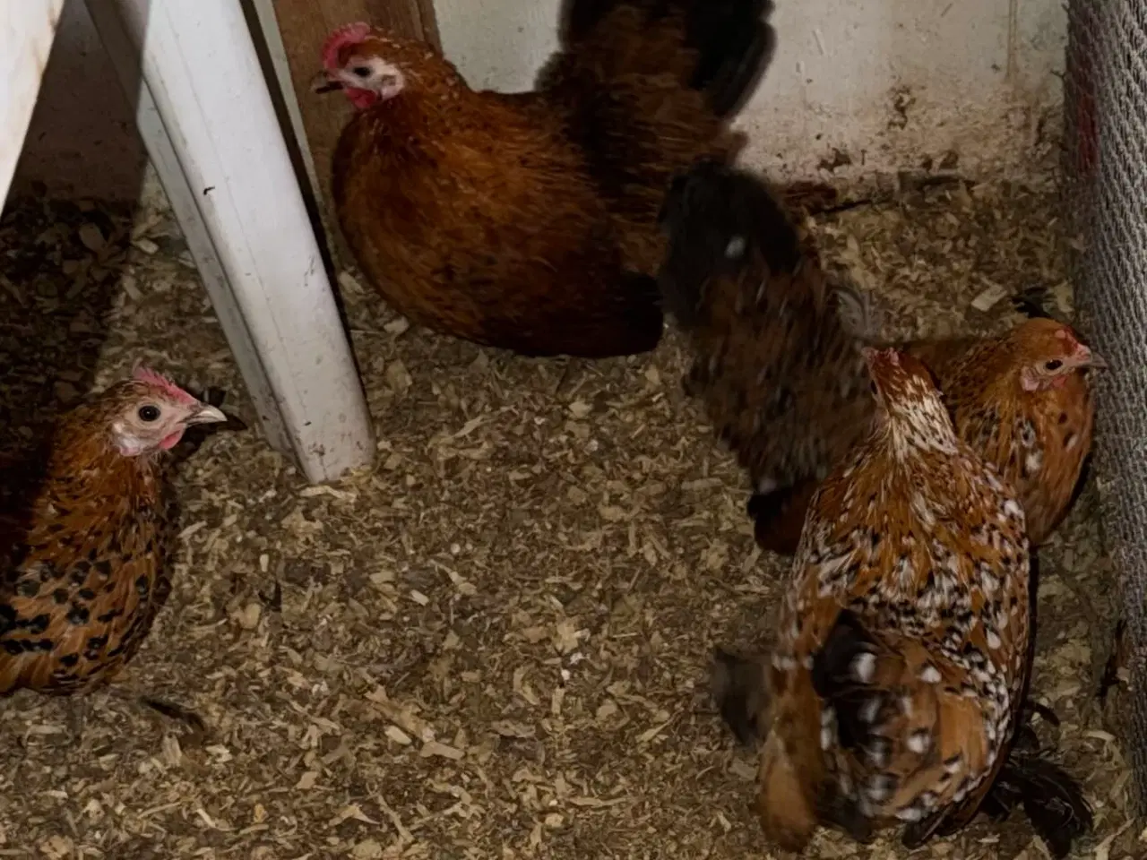 Billede 1 - Små blandinger af Mille fluer/ chabo