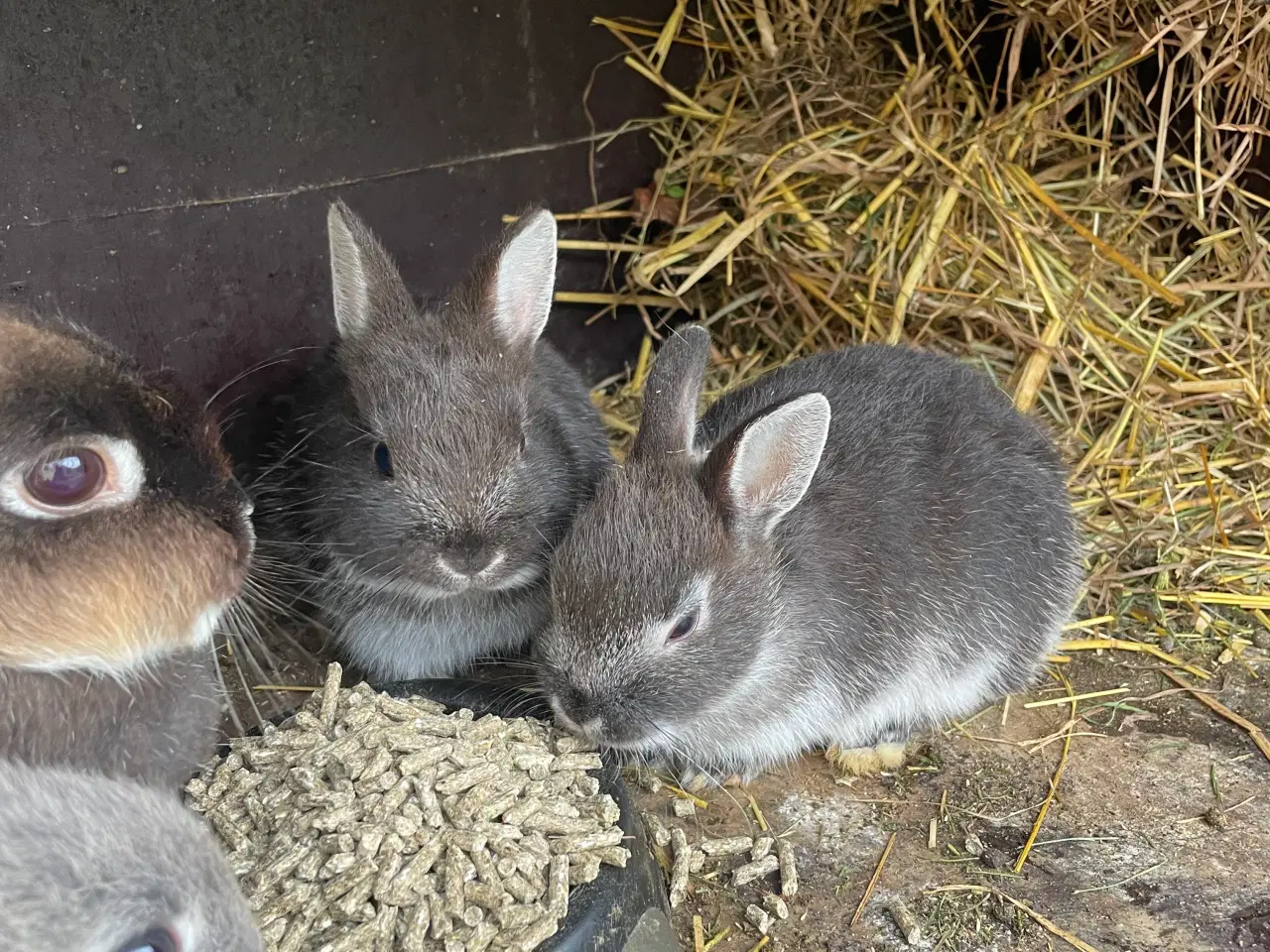 Billede 19 - Hermelin unger blå zobel og Z&W 