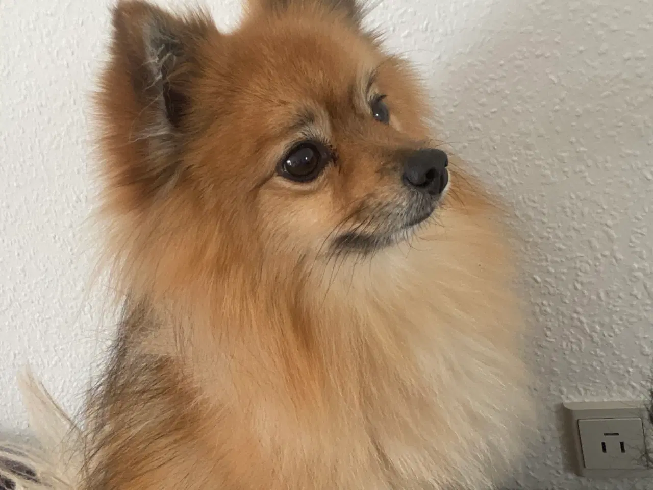 Billede 3 - Pomeranian