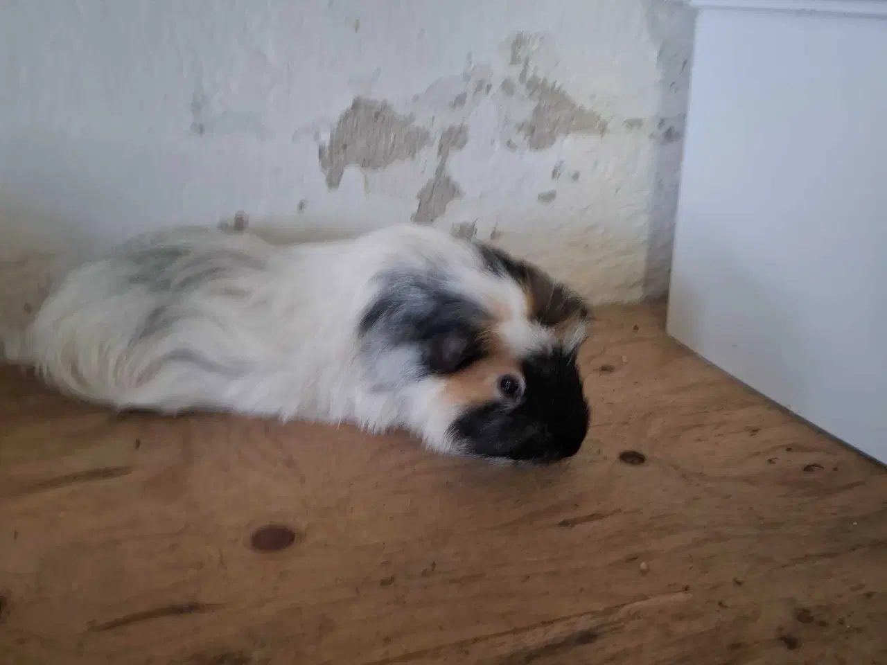 Billede 2 - Han marsvin 