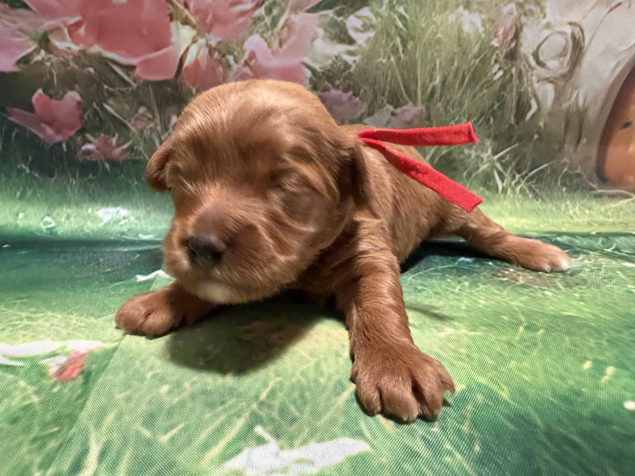 Billede 13 - 🐾maltipoo miniature 🩷februar 💙marts 🐾