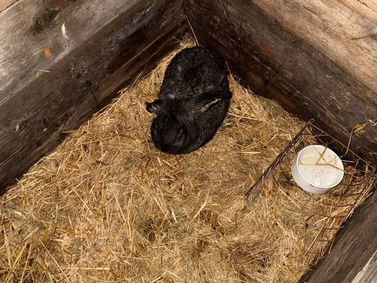 Billede 1 - Slagtet kanin til salg i zone Varde 