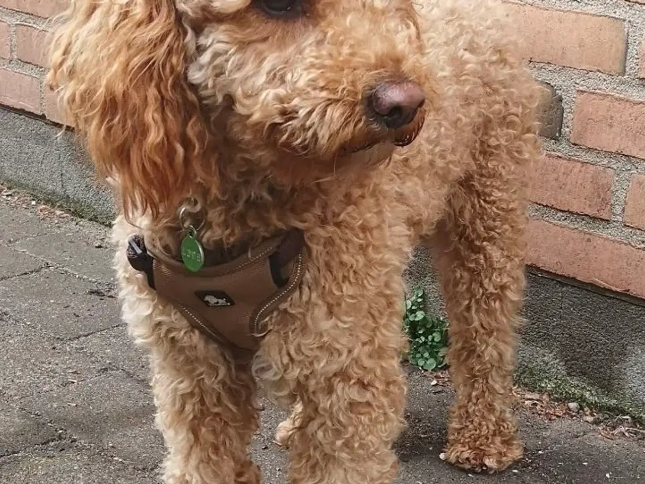 Billede 5 - Labradoodle- Puddel