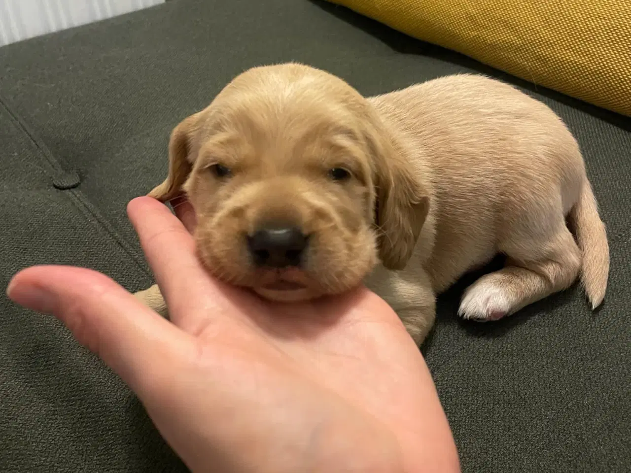 Billede 4 - Labradoodle/Cocker spaniel hvalp sælges