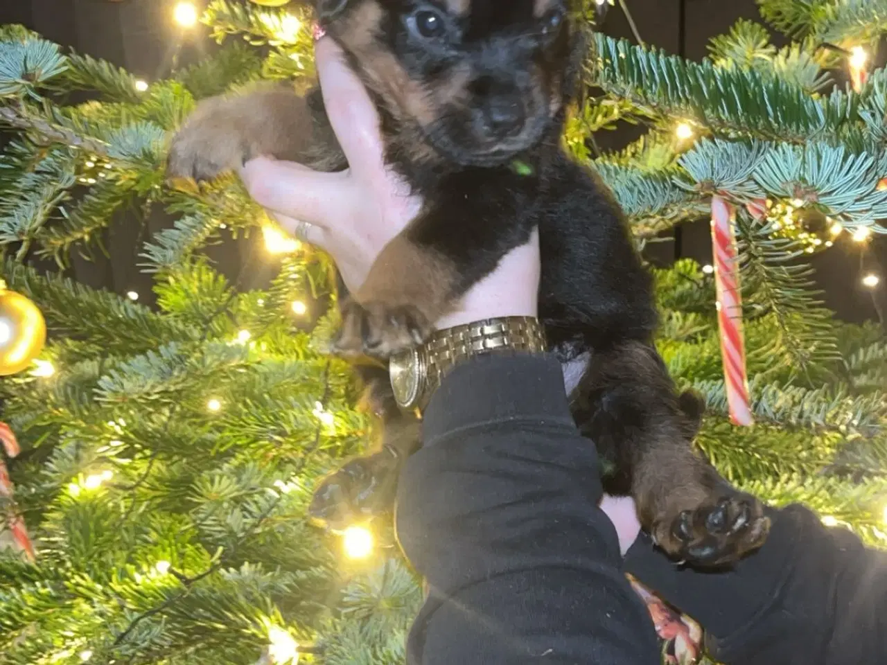 Billede 2 - Ægte Rottweiler 