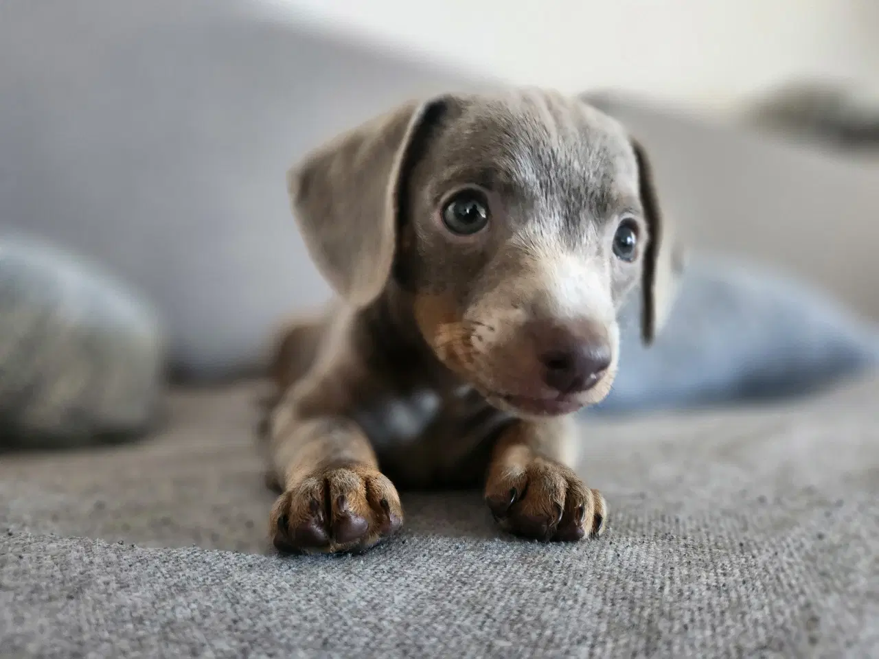 Billede 10 - Chiweenie hvalpe til salg – Chihuahua x gravehound