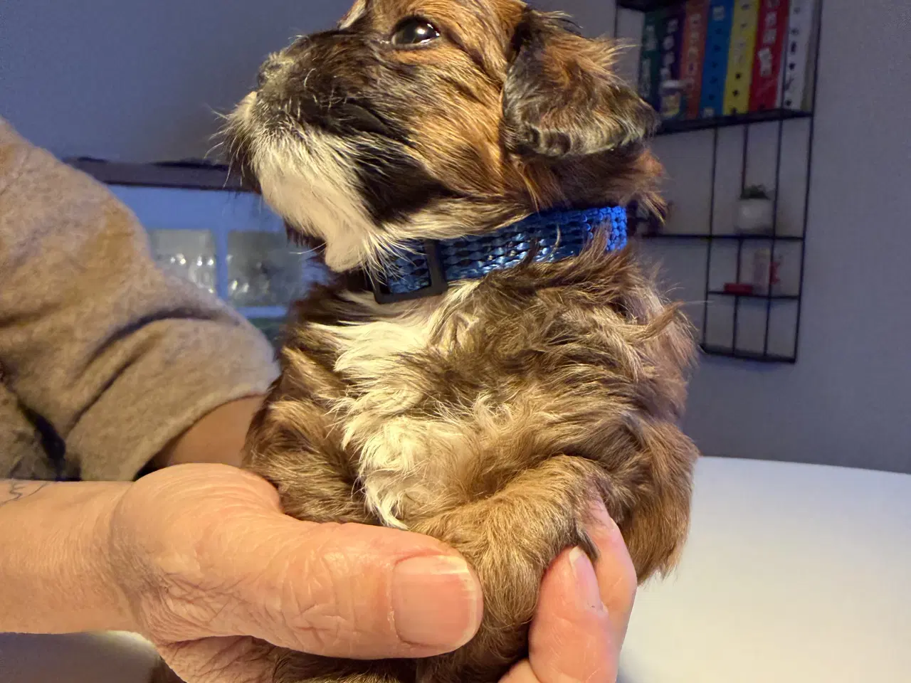 Billede 2 - Shitzu puddel blanding 