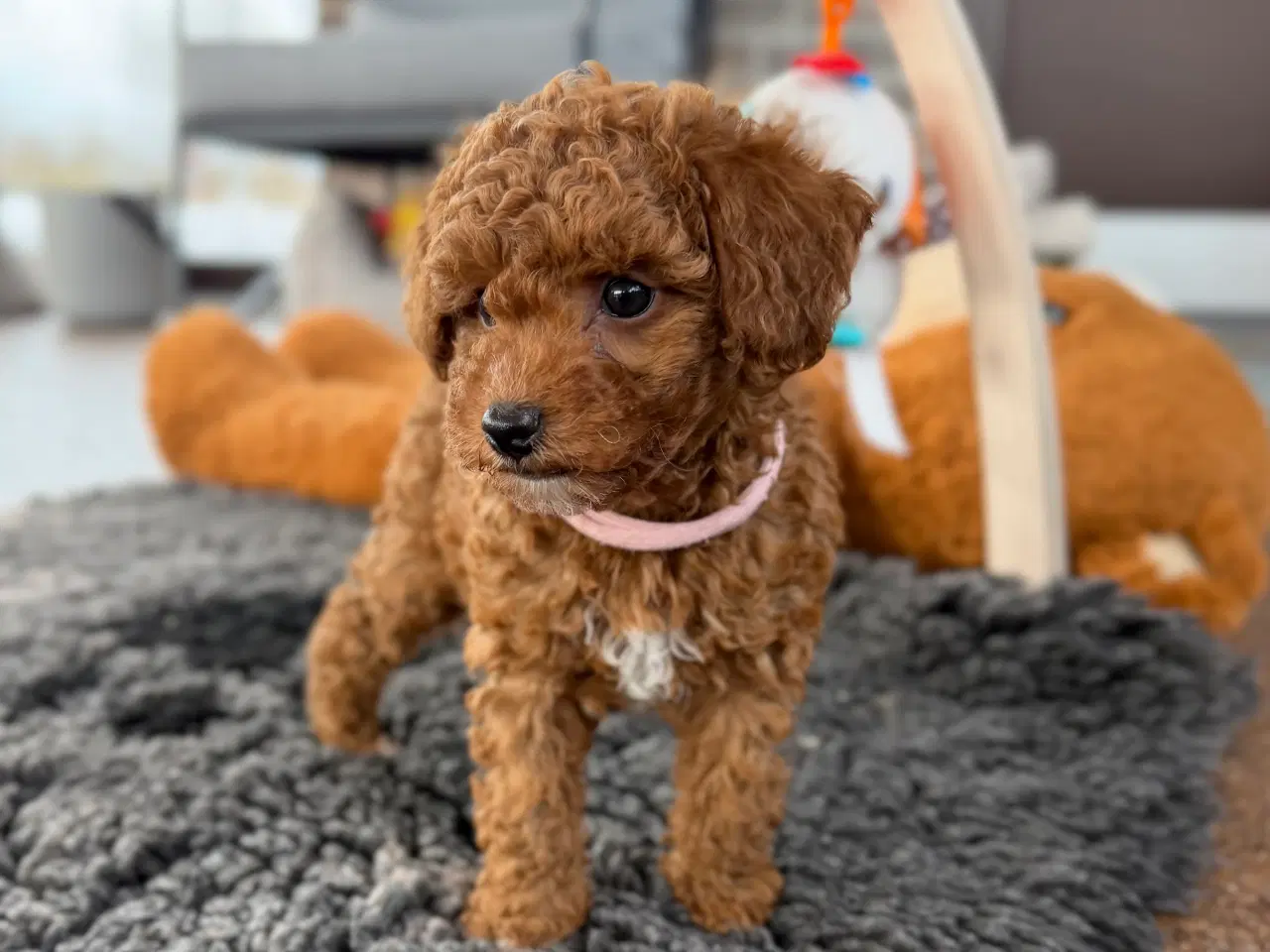 Billede 3 - Maltipoo pige