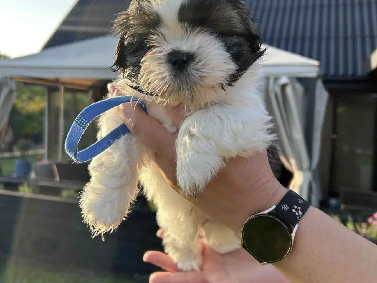 Billede 1 - Shih tzu hvalpe 