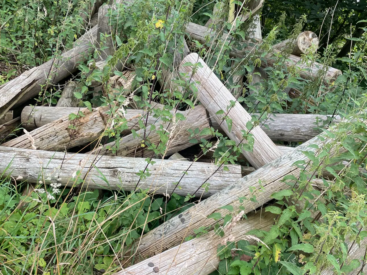 Billede 1 - Elmaster i treårig, skåret i 2 meters længde.